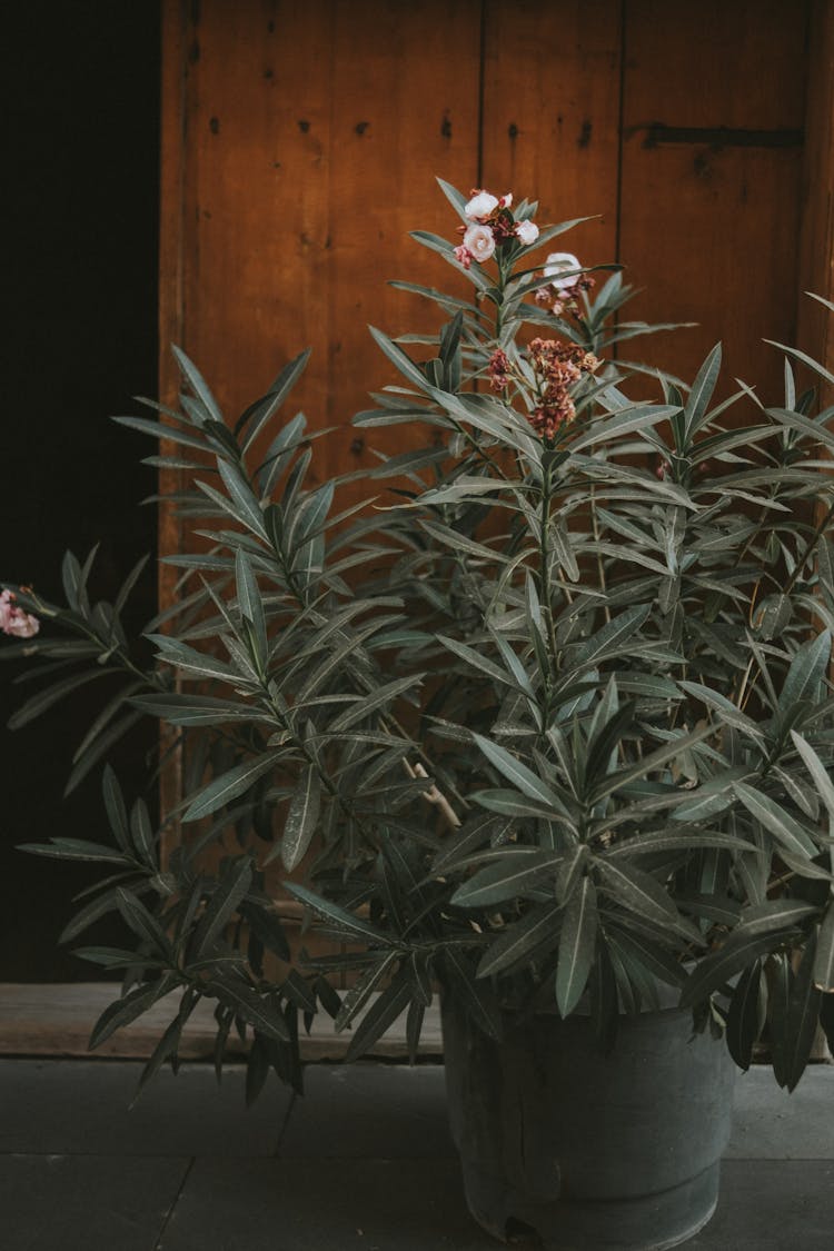 Flowering Potted Plant On Concrete Floor