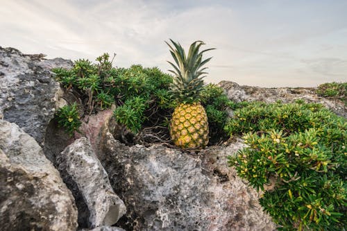 Free Yellow Pineapple Stock Photo