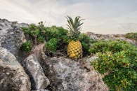日落时分，海岸的岩石与绿植间依偎着一颗菠萝，散发着热带气息