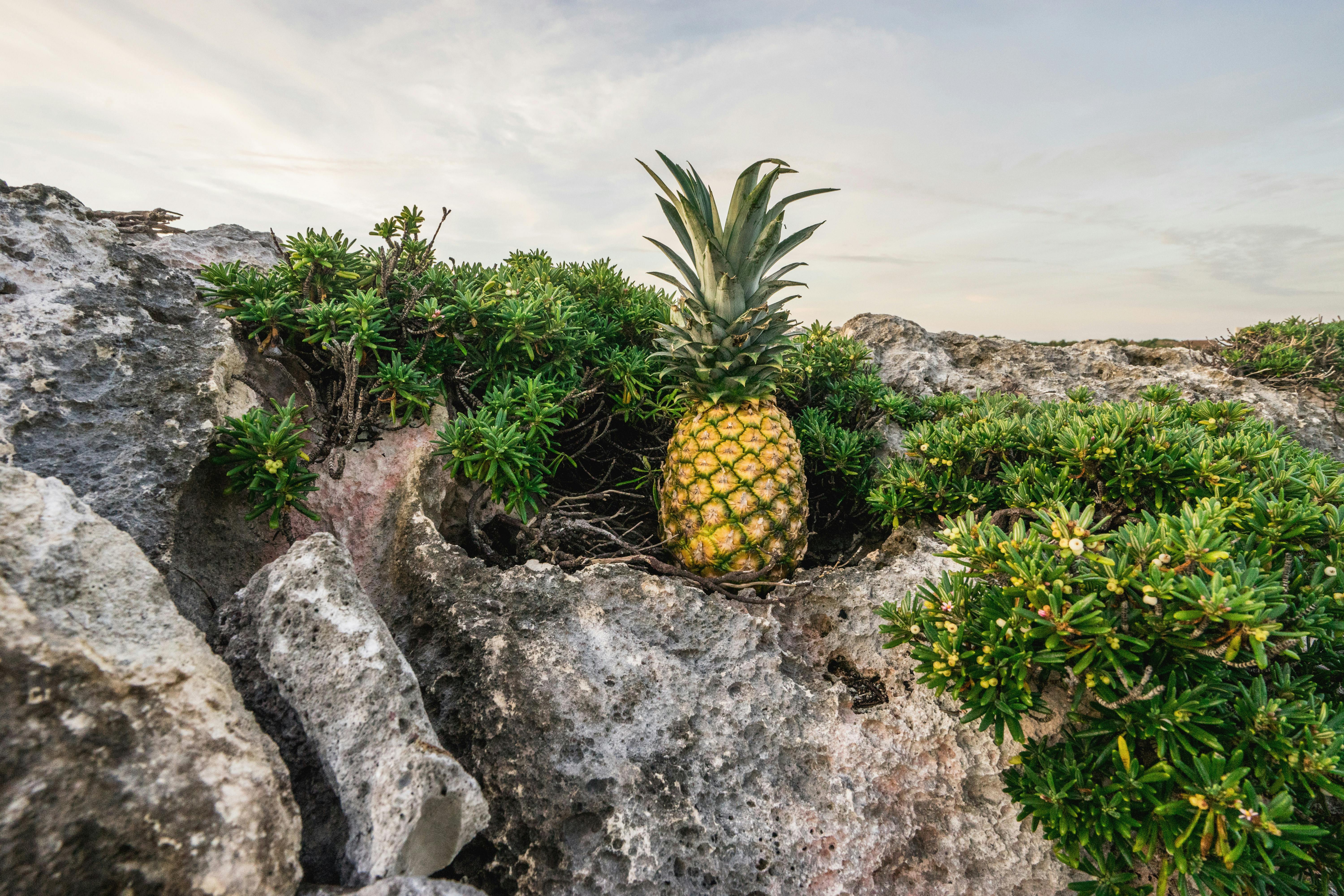 Kostenloses Foto zum Thema: ananas, blätter, blumen