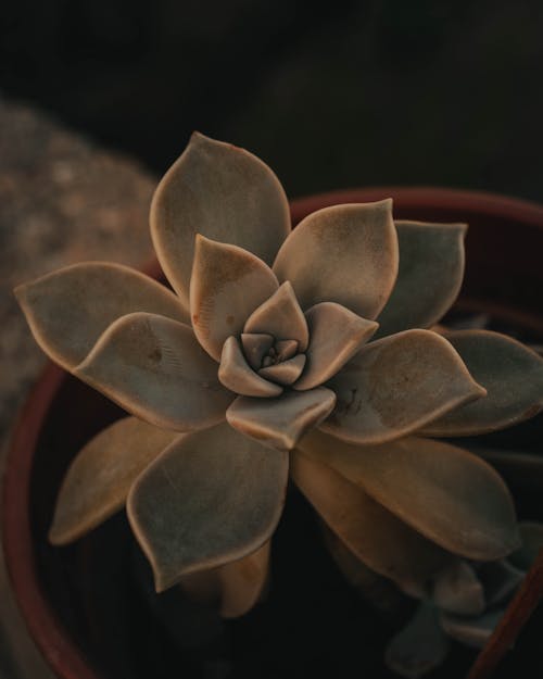 A Succulent Plant in a Pot 