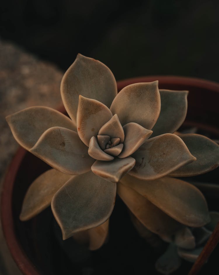 A Succulent Plant In A Pot 