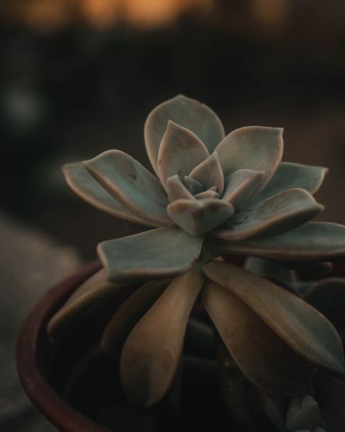 Free Moody close-up of a succulent in a pot with a dark background, capturing its natural beauty. Stock Photo