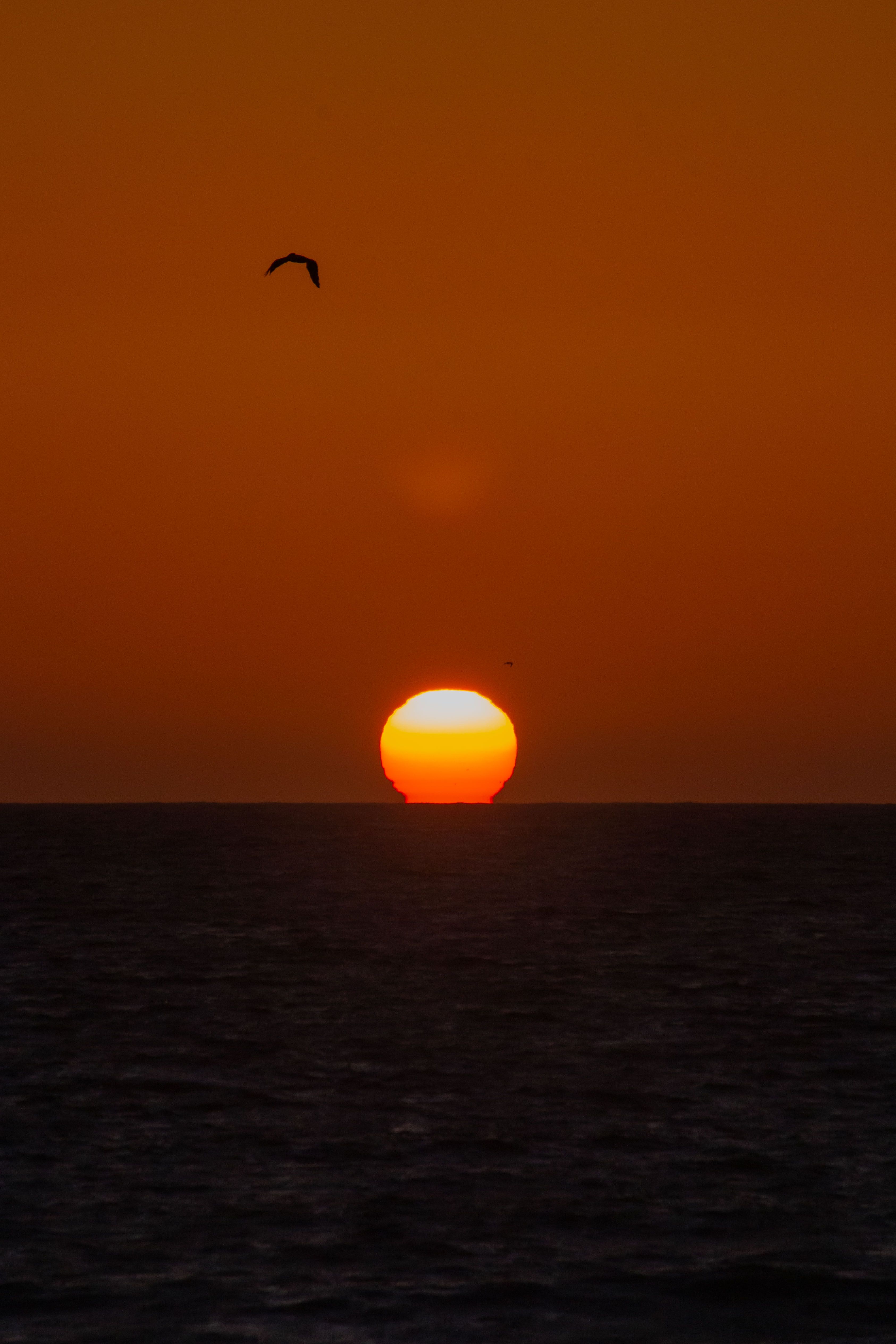 Silhouette of Bird Flying over the Sea during Sunset · Free Stock Photo