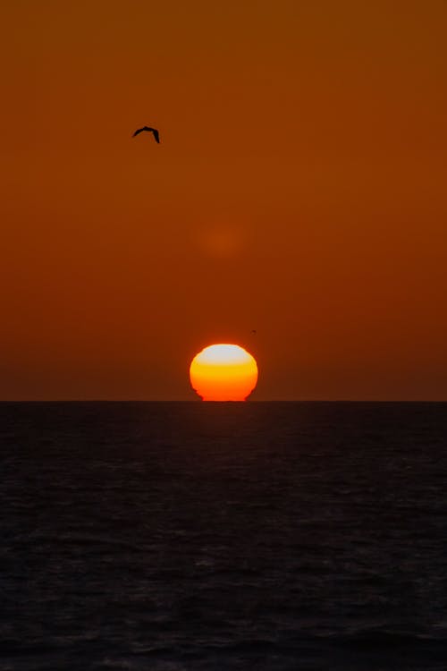 Bird Flying over the Sea during Sunset