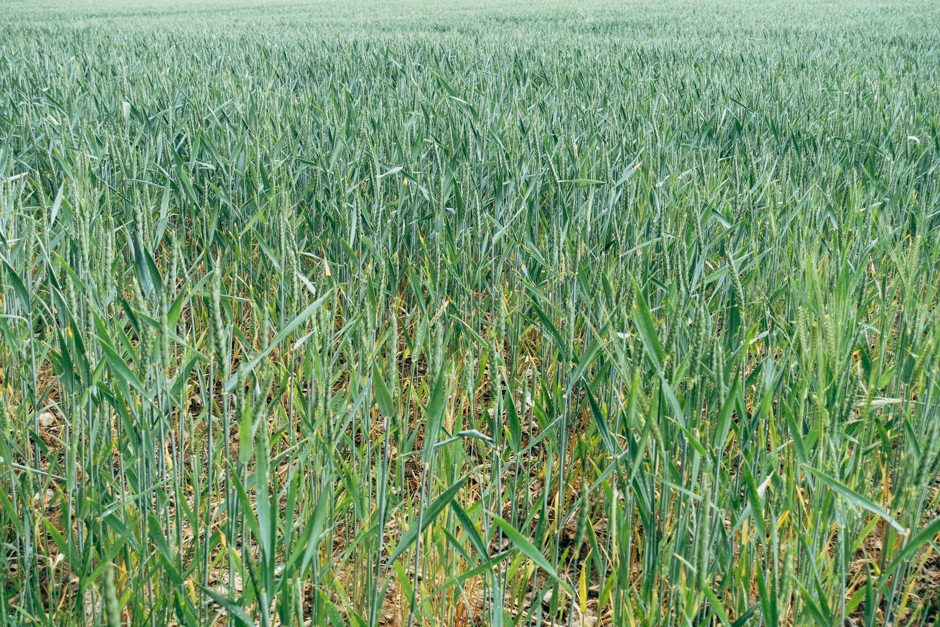 Photo of Growing Wheat