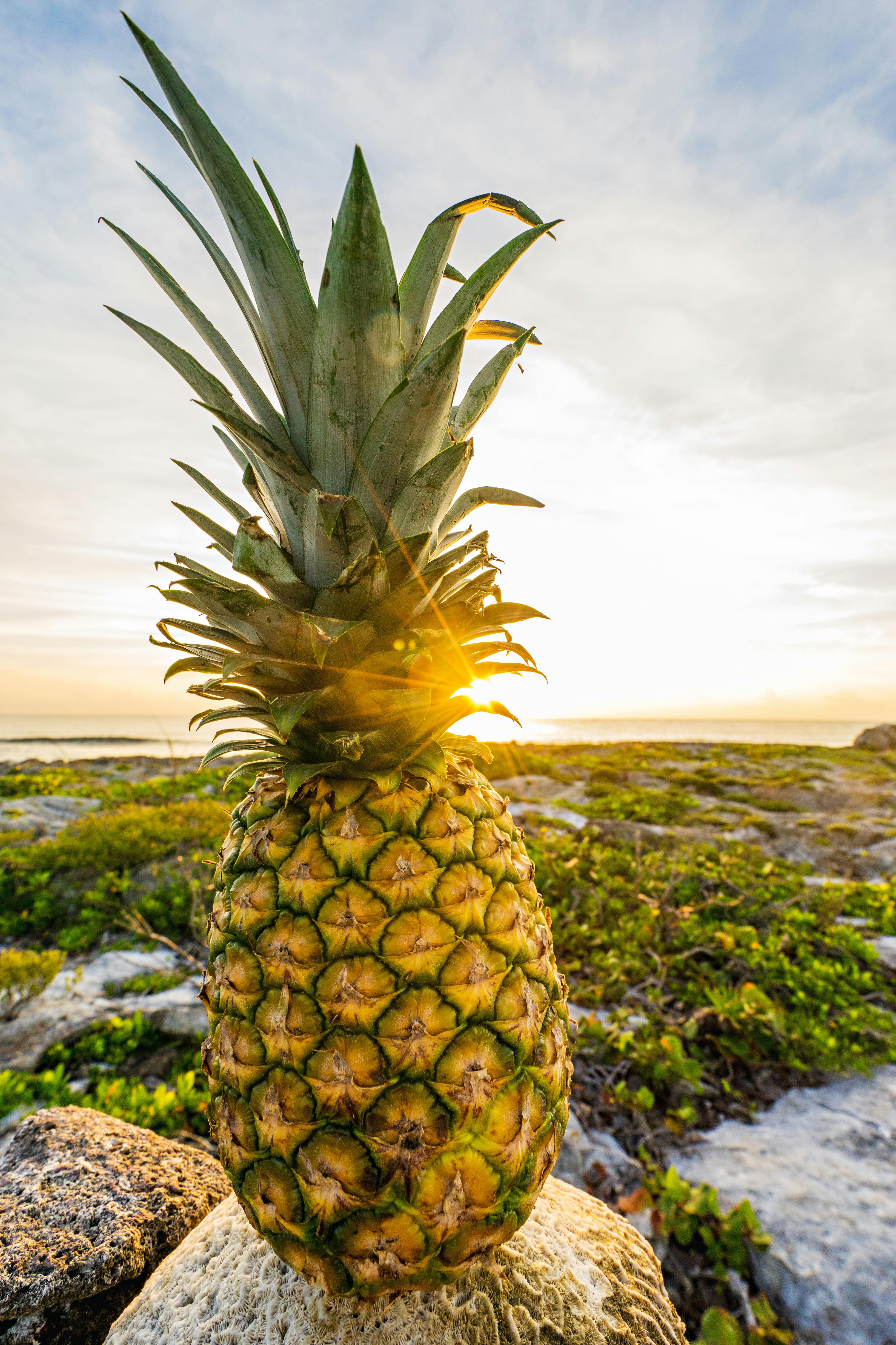 pineapple wallpaper hd