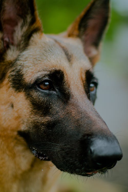 Бесплатное стоковое фото с вертикальный выстрел, домашнее животное, коричневая собака