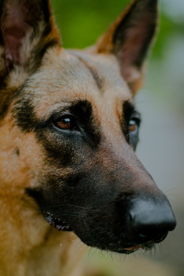 German Shepherd Longcoat
