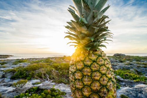 無料 緑の植物と海のクローズアップ写真の近くの黄色いパイナップル 写真素材