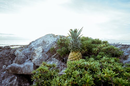 Kostnadsfri bild av ananas, anläggning, dagsljus