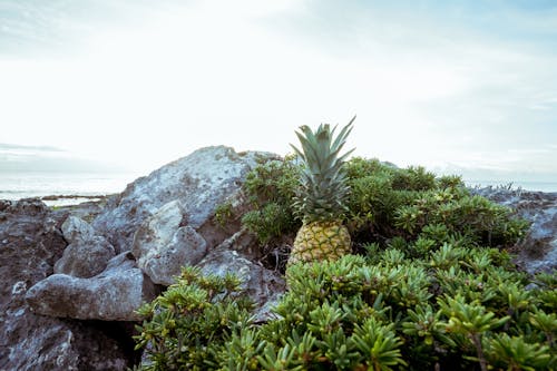 Oranje Ananas