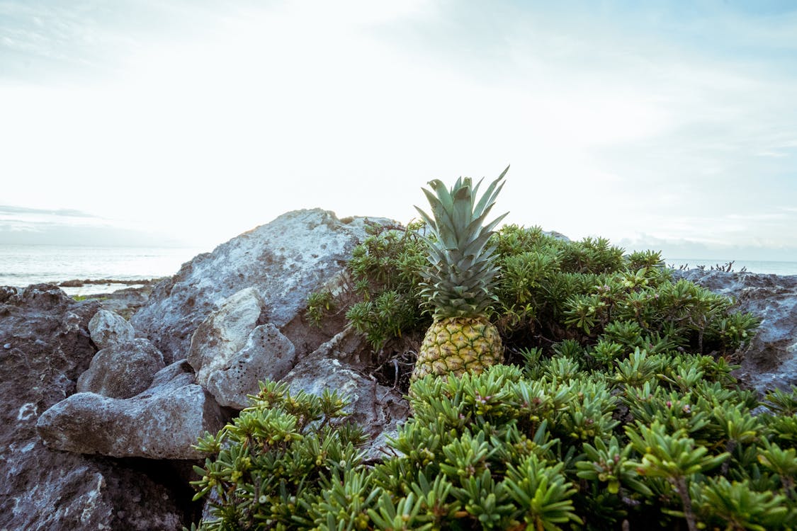 Fotobanka s bezplatnými fotkami na tému ananás, denné svetlo, exteriéry