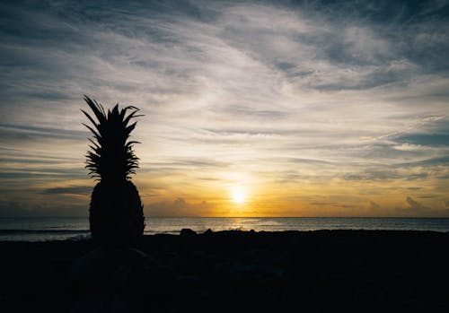 Kostnadsfri bild av ananas, gryning, hav