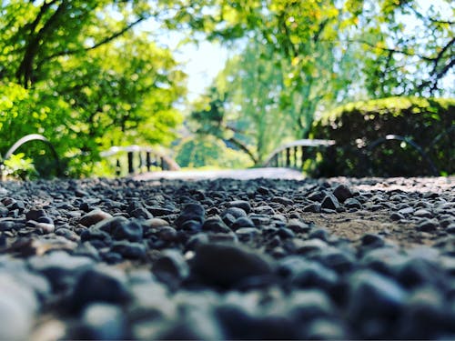 Free Selective Focus Photo of Stone Under Green Trees Stock Photo
