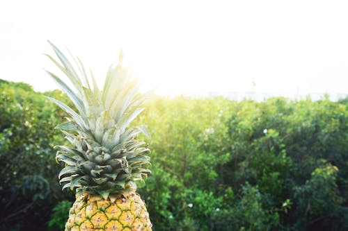 Free Pineapple in Front of Green Grass Stock Photo