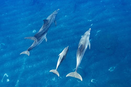 Free stock photo of dolphins
