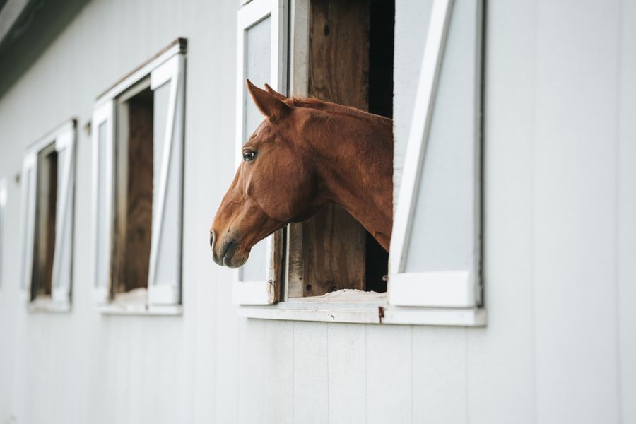 A chestnut horse looking out from a wooden stable window in a calm setting