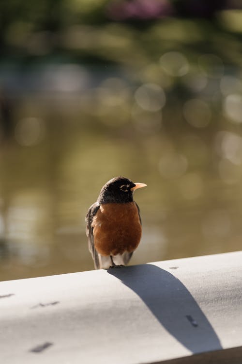 Close-up of a Little American Robin