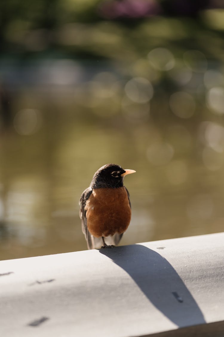 Close-up Of A Little American Robin