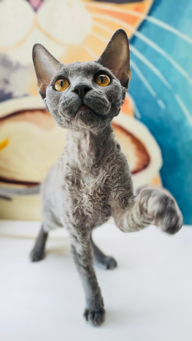 Close-Up Photograph Of A Devon Rex Cat