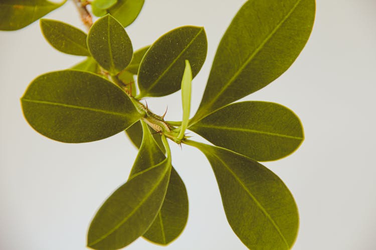 Close-up Of Boxwood Leaves