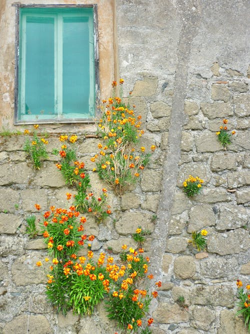 Free Pitigliano, Italy captured by Kate Branch  Stock Photo