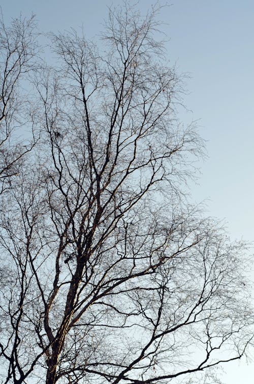 Free A Leafless Tree under a Clear Sky Stock Photo