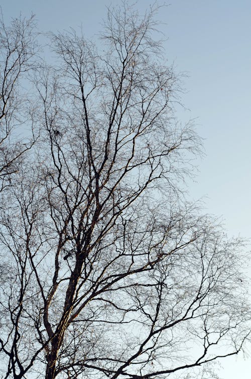 A Leafless Tree under a Clear Sky