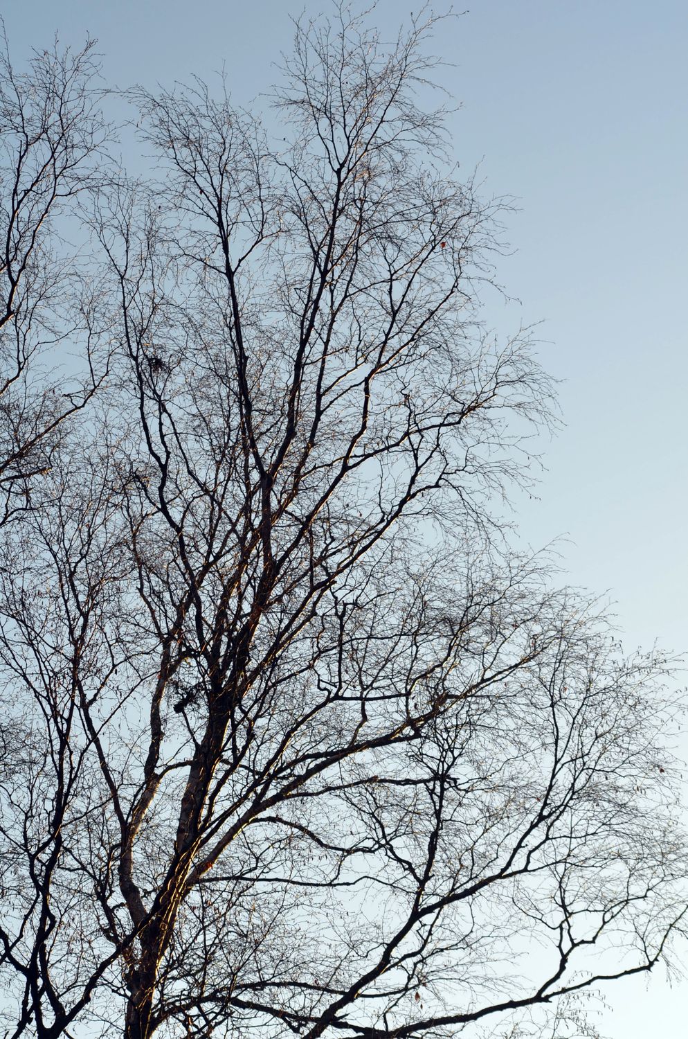 Trees Leaf Less A Leafless Tree under a Clear Sky · Free Stock Photo