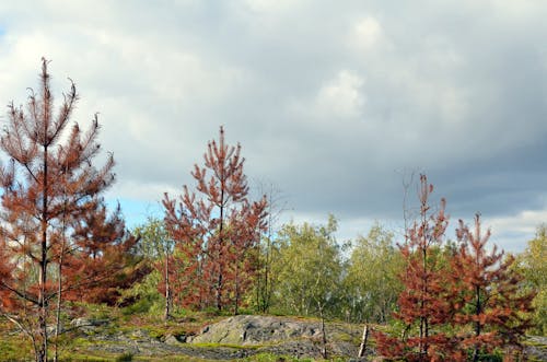 Imagine de stoc gratuită din anotimp, arbori, cădere