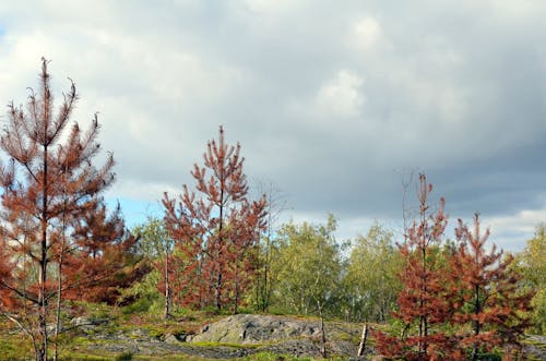 Foto d'estoc gratuïta de a l'aire lliure, arbres, caure