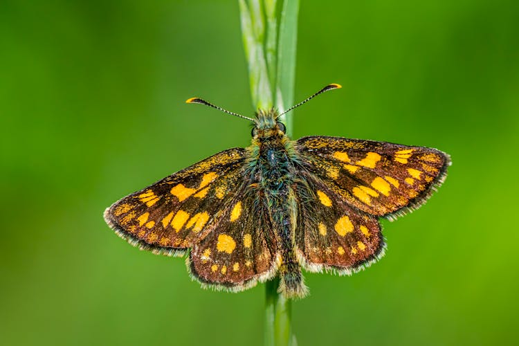 Photograph Of A Chequered Skipper 