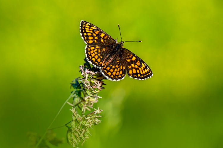 A Heath Fritillary On Top Of Flowers