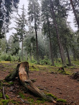 Captivating forest landscape with tall trees and mist, captured in Borșa, Romania.
