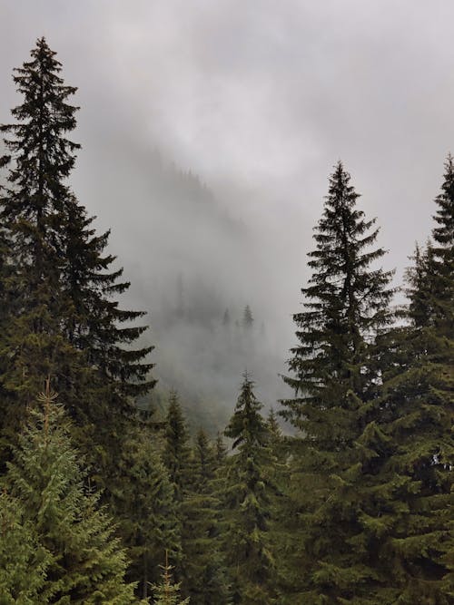 Green Pine Trees Under White Clouds