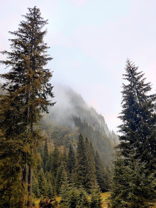 Green Pine Trees on Foggy Weather