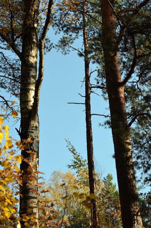 Бесплатное стоковое фото с вертикальный выстрел, деревья, на открытом воздухе