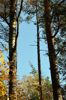 Photo of tall forest trees with a blue sky, showcasing nature's tranquility in autumn.
