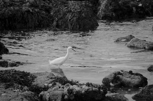 Egret in Body of Water