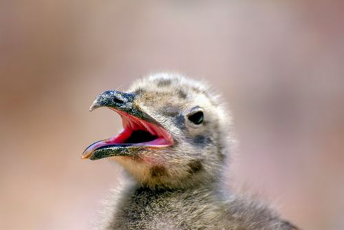 Free Detailed close-up shot of a seagull chick vocalizing, showing its fluffy feathers and open beak. Stock Photo