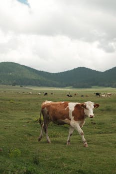 A dairy cow walking in a lush green pasture in Bolu, Türkiye, with a backdrop of rolling hills.