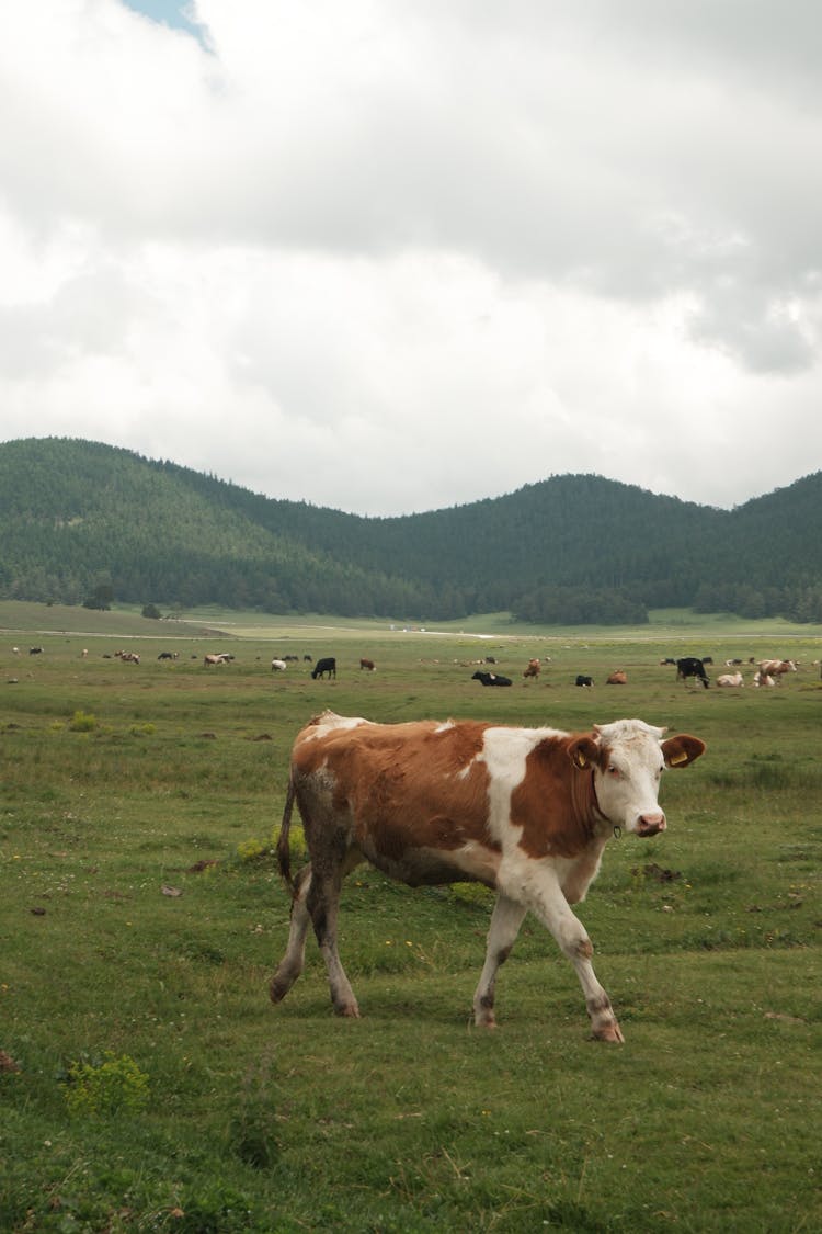 A Brown Cow Walking In A Pasture