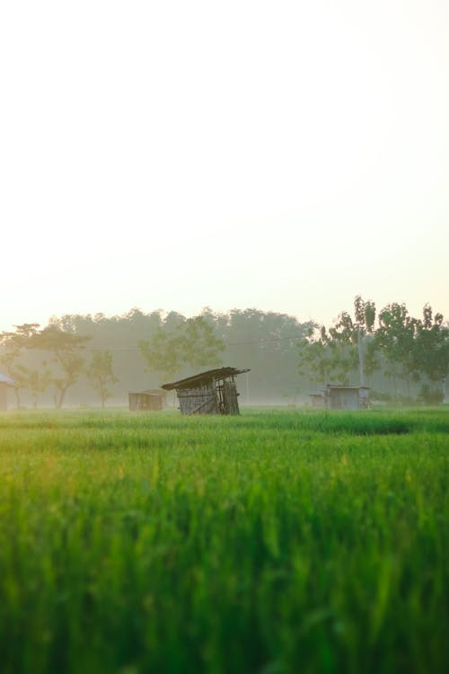Landscape Photography of a Rice Field