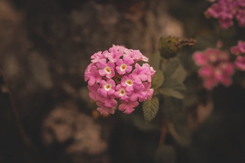 廠, 植物群, 特寫 的 免費圖庫相片