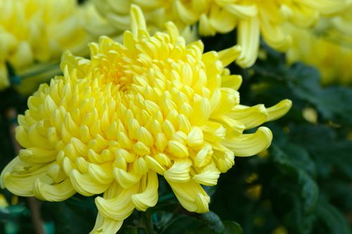 Free Close-up of a vibrant yellow chrysanthemum flower with lush petals. Stock Photo