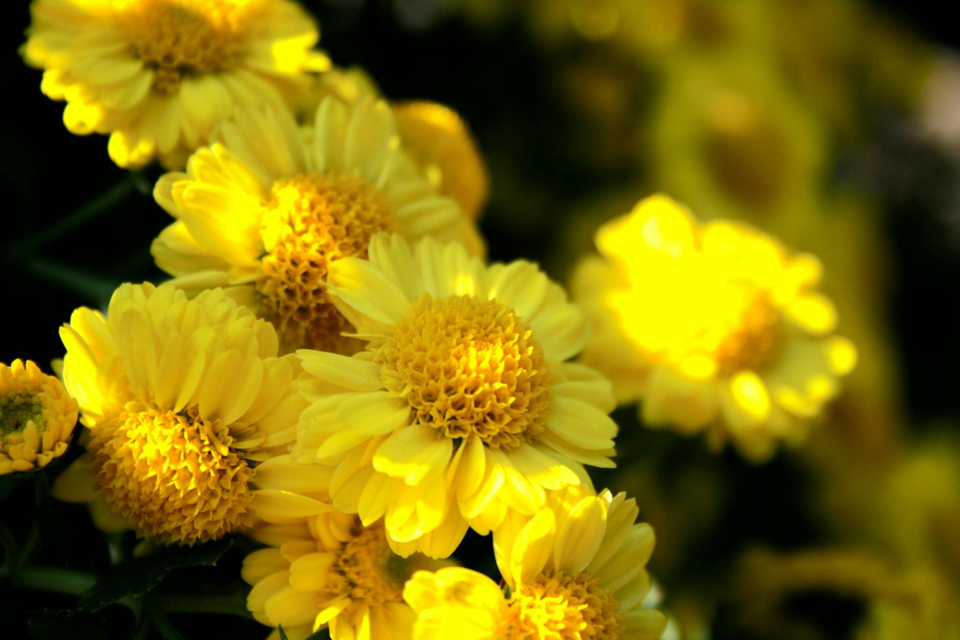 Garden Hygiene and Fruit Fly Control Clean garden beds with no fallen fruit, promoting good hygiene