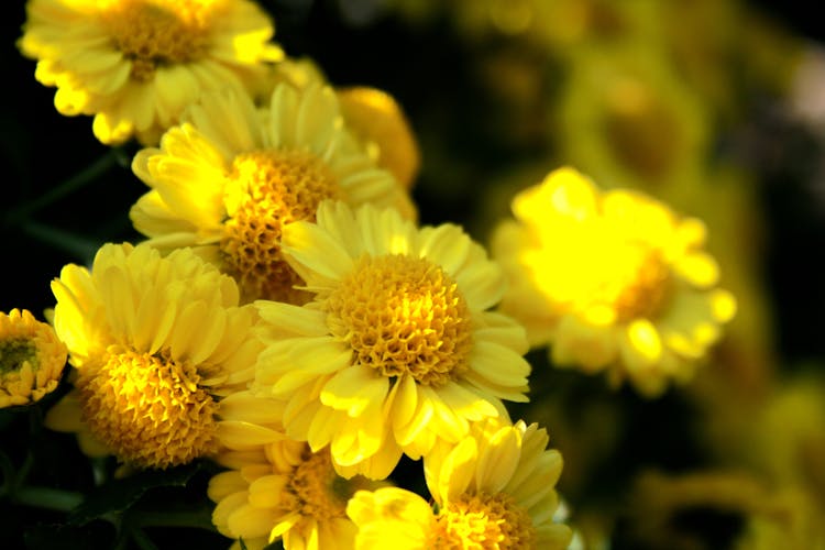 Photo Of Yellow Chrysanthemum Flowers