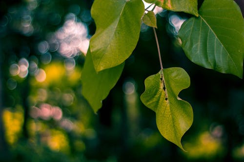 Селективная фокусировка зеленых листьев