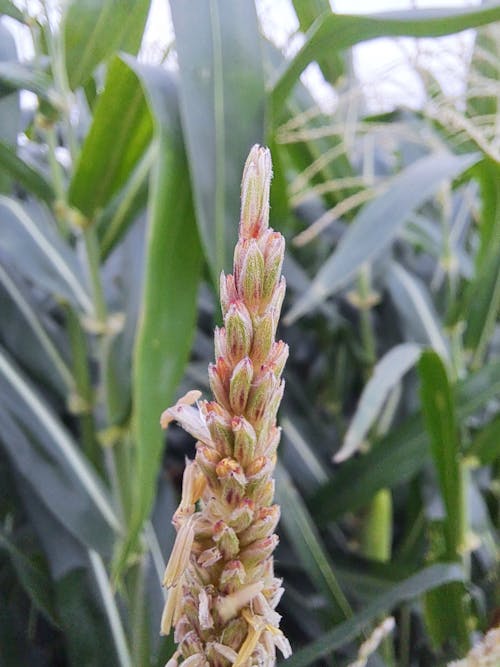 Ingyenes stockfotó kukorica virág témában Stockfotó